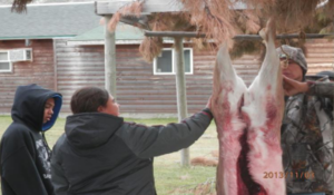 Learning to skin a dear after the early hunt