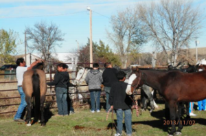 Developing a relationship with the horse nation.