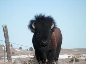 Pte Oyate in Knife Chief Buffalo Pasture