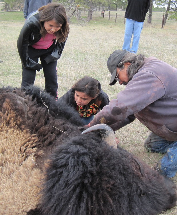 Reclaim land for buffalo and Lakota lifeways