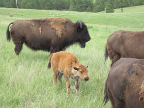 Buffalo calf