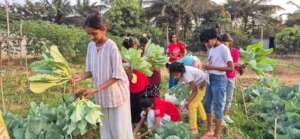 Harvesting  Veggies