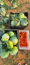 Our Veggie box