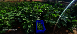 Kitchen Garden