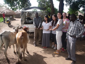 Ox/ox plough that are now being used by Coke youth