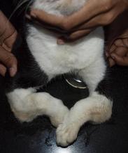 Duke just before his first surgery