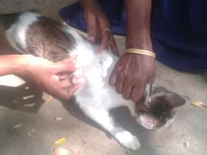Spot-on being given to a shelter cat