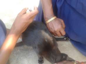 Shelter cat been administered spot-on