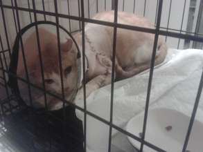 Theo undergoing treatment