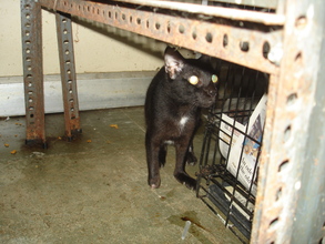 Blackie