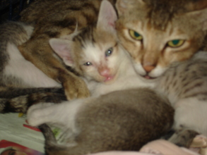 A mother cat admitted for spaying