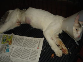 Rosie immediately after surgery