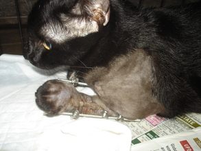 Blackie with fixator