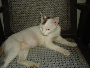 Rosie fully recovered