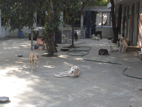 Shelter for abandoned dogs