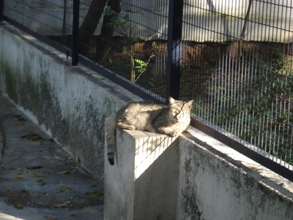 Cat shelter