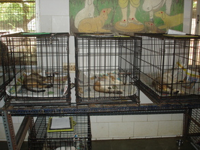 Rescued cats