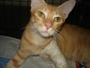 Bengal