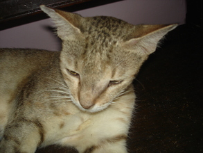 Mousey