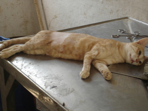 A cat awaiting surgery