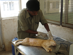A cat's ear being notched