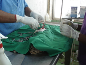 A cat undergoing surgery