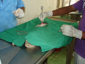 Spaying procedure in progress
