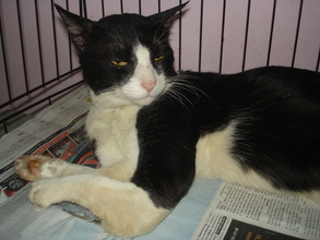Duke before surgery