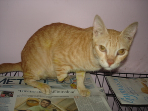 Garfield when he was rescued