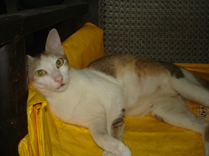 Kalki