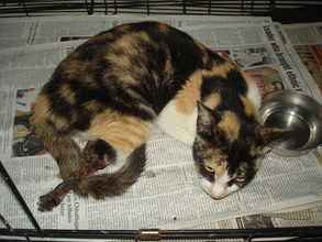 Bandit at the time of rescue