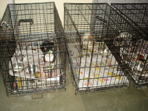 Cats after the spay surgery