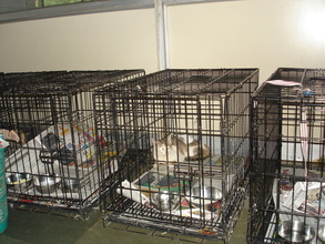 Cats recuperating after the spay procedure