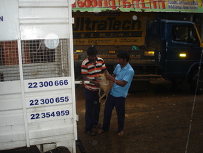 A stray dog being rescued for spaying