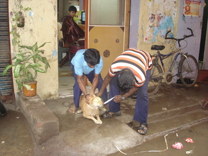 Another street dog being rescued