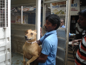 The rescued animal being put in the ambulance