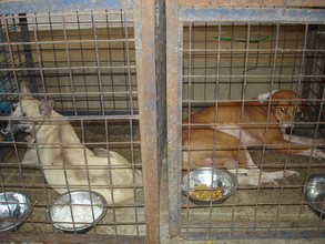 Snoopy and Leo undergoing post-operative care