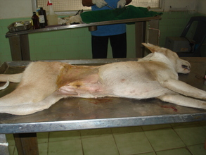 Picture of dog that has been spayed