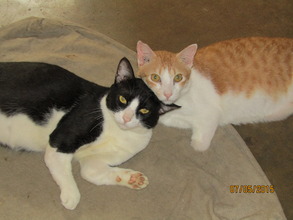 Duke and Duo- the best of friends