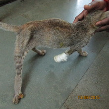 Salie soon after her rescue