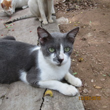 Charcoal - a resident cat