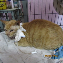 Ginger Boy under treatment