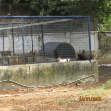 Cattery