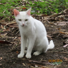 Another newly admitted cat