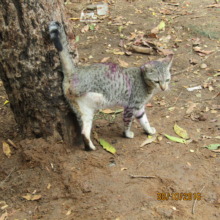 Kutti