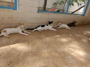 More cats...