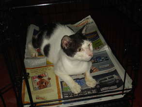 Bindu recuperating in her cage after being spayed