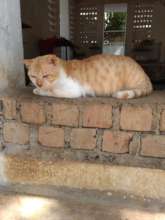 Ginger