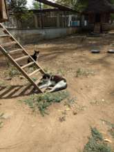 Blue Cross Cat shelter