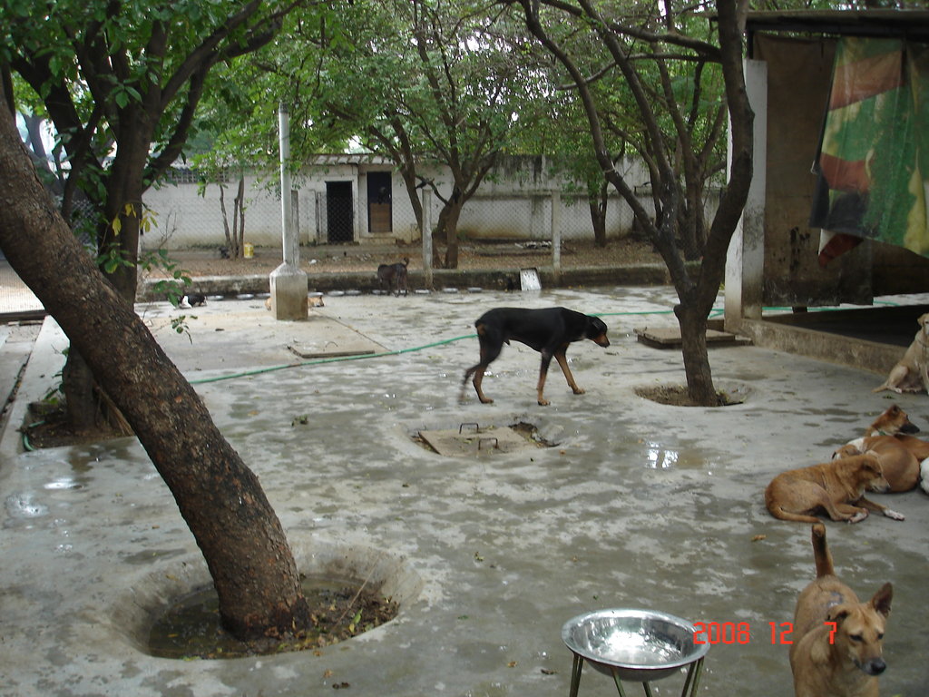 Spay and Neuter 2000 Cats and Dogs in Chennai